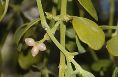 Phoradendron villosum