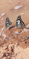 Papilio demoleus sthenelus
