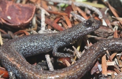 Batrachoseps gabrieli