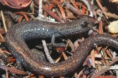 Batrachoseps gabrieli