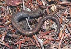 Batrachoseps gabrieli