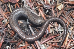 Batrachoseps gabrieli