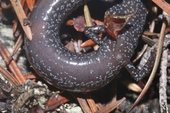 Batrachoseps gabrieli