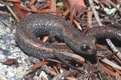 Batrachoseps gabrieli