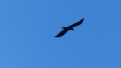 Corvus corone