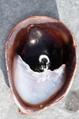 Crepidula convexa