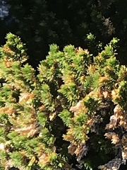 Selaginella eremophila