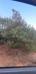 Eremophila freelingii