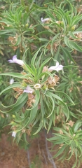 Eremophila freelingii