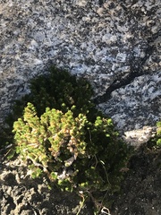 Selaginella eremophila