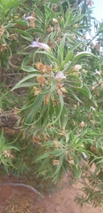 Eremophila freelingii
