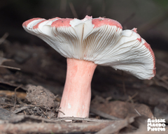 Russula persanguinea
