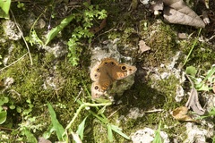 Junonia zonalis