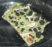 Rinodina