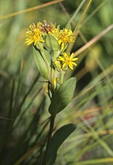 Oreochrysum parryi