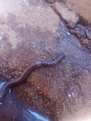 Lumbricidae