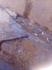 Lumbricidae