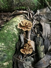 Stipitochaete