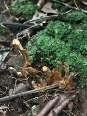Stipitochaete
