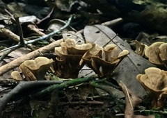 Stipitochaete