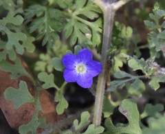 Nemophila menziesii