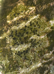 Rinodina