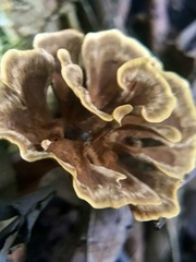 Stipitochaete