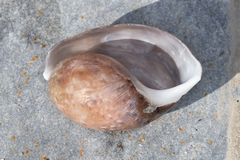 Bulla gouldiana