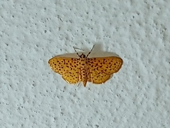 Polygrammodes eleuata