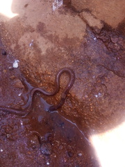 Lumbricidae