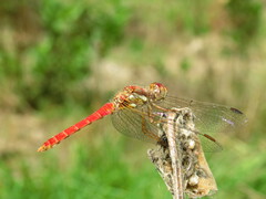 Sympetrum gilvum
