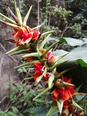 Hedychium