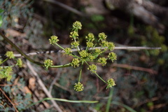 Tauschia hartwegii