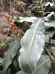 Hedychium