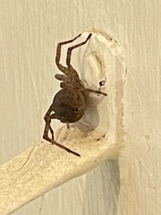 Varacosa