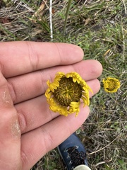 Helenium pinnatifidum