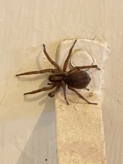 Varacosa