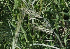 Bromus diandrus