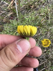 Helenium pinnatifidum