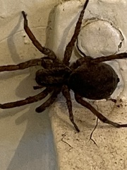 Varacosa
