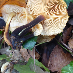 Flammulina