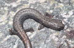 Batrachoseps gabrieli