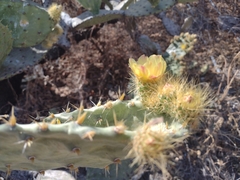 Opuntia robusta