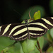 Heliconius charithonia charithonia - Photo (c) Carter Strope, some rights reserved (CC BY-NC-ND), uploaded by Carter Strope