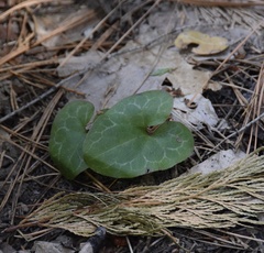 Asarum hartwegii