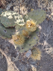 Opuntia robusta