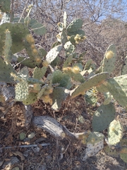 Opuntia robusta