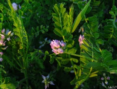 Biserrula pelecinus