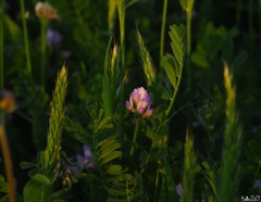 Biserrula pelecinus