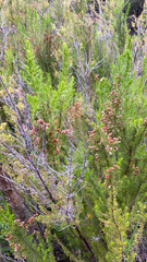 Erica lusitanica